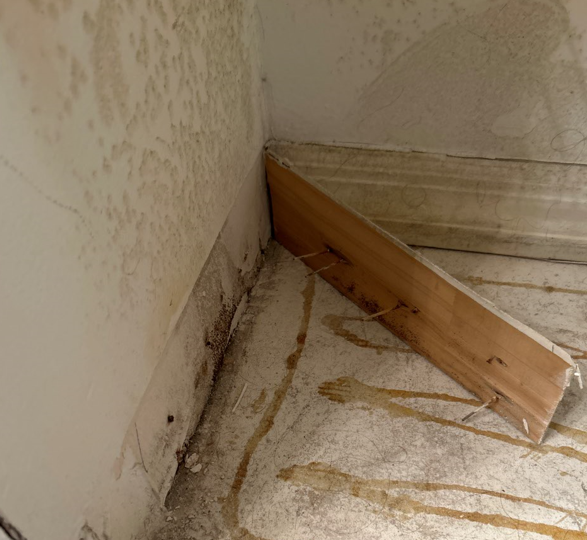 mold removal Miami