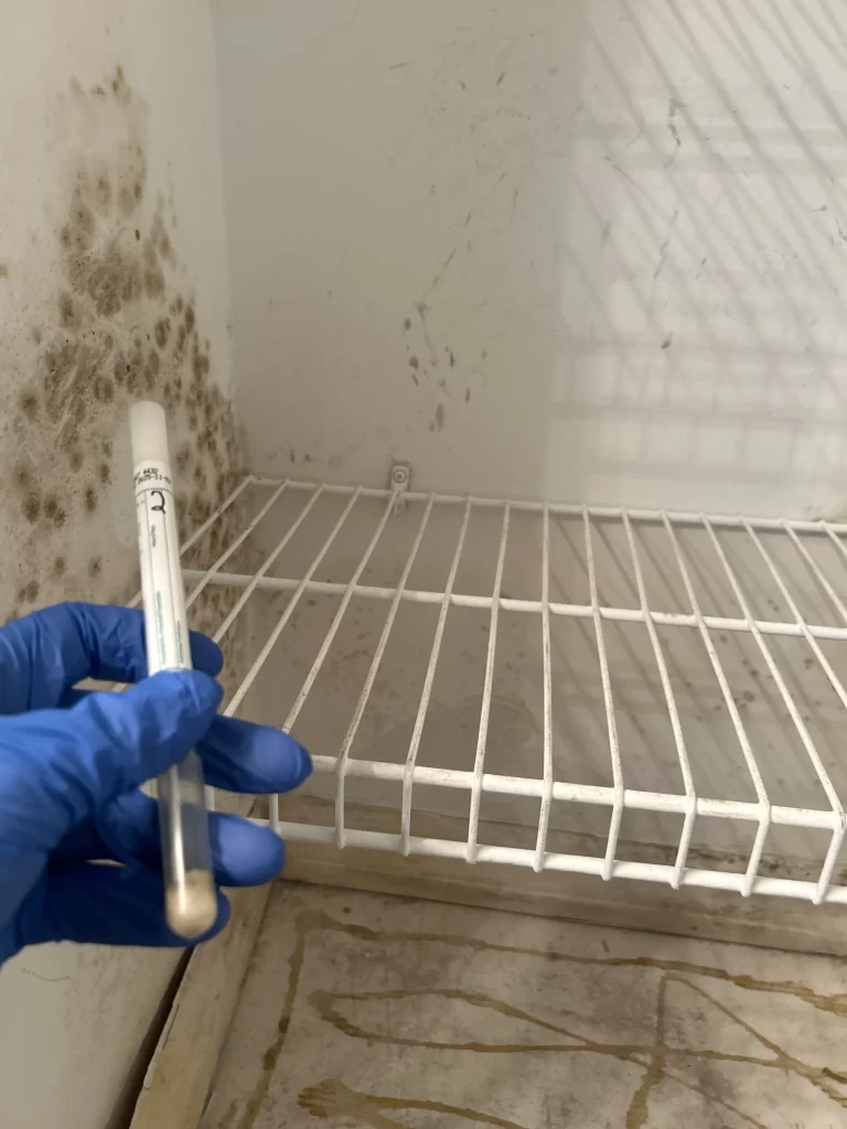 Mold Inspection Miami